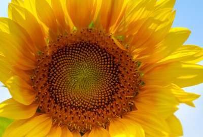 Hd Sunflower