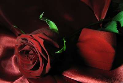 HD Otife Color Beauty Desktop Rose Flower