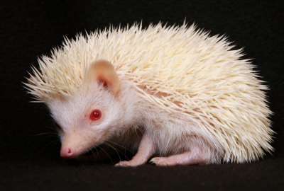 Hedgehog 10548