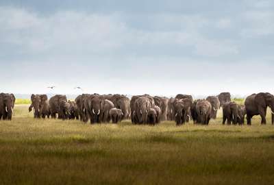 Herd of Elephants Amboseli National Park Kenya