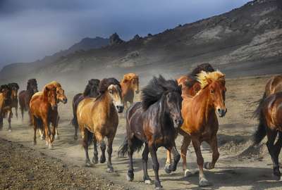 Horses Running on a Dirt Road