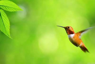 Hummingbird 10945