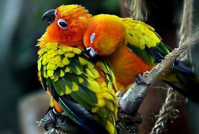 Image Pair Parrot Birds Love W 54315