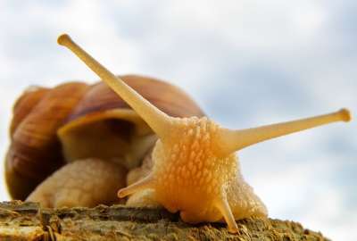 Incredible Snail Beauty