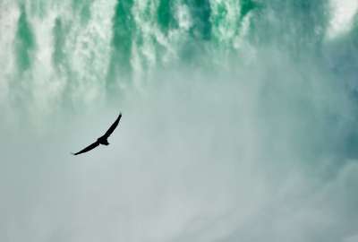 Into the Green - Eagle in Niagara Falls