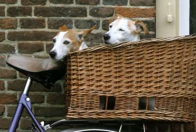 Jack Russell On A Motorbike