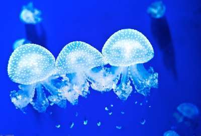 Jellyfish 9828