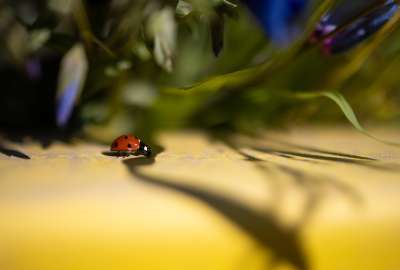 Lady Bug On The Move