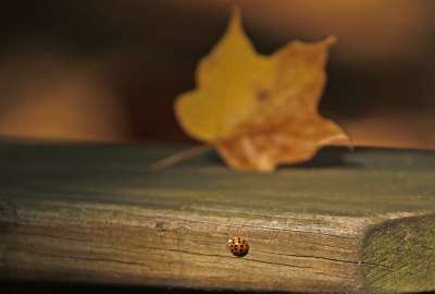 Ladybug Ladybug Enjoys Autumn in Akron Ohio