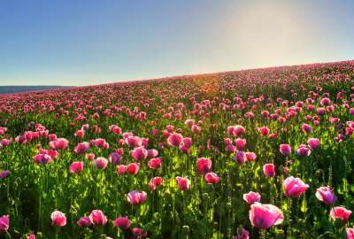 Landscapes Nature Flowers Fields Tulips Hd