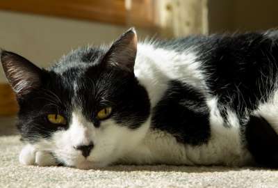 Lazy Cat 1348