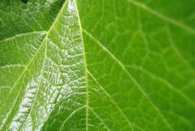 Leaf Closeup 1059