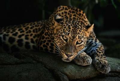 Leopard Lying On The Tree