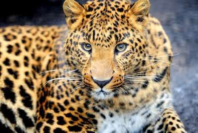 Leopard 9363