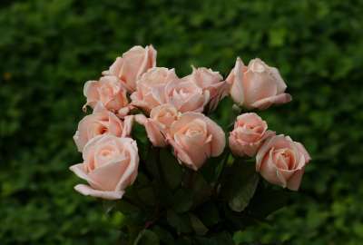Light Pink Roses