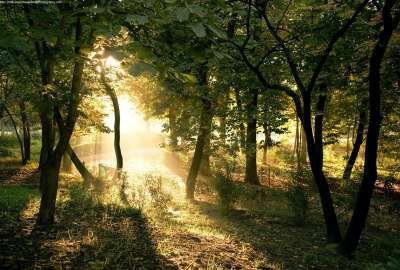 Light Trough Forest
