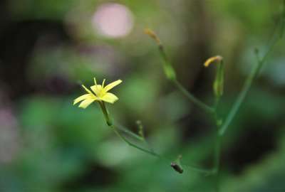 Lone Flower