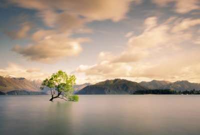 Lone Tree of Lake Wanaka New Zealand