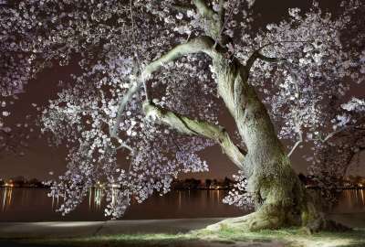 Lonely Night Tree