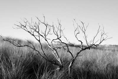 Lonely Tree in Desert