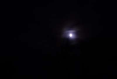 Long Exposure Moon Behind Spooky Tree