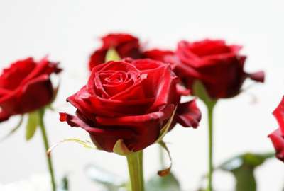 Long Stem Red Roses 25850