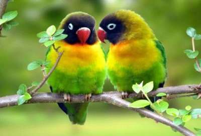 Love Birds S