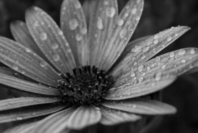 Macro Floral Black and White