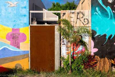 Miami Street Art With A Small Palm Tree