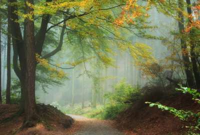Misty Forest 17078