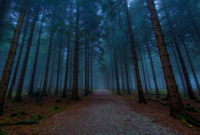 Misty Trail