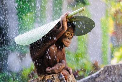 Monkey In The Rain
