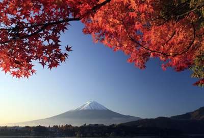 Mount Fuji Autumn Maple Japan