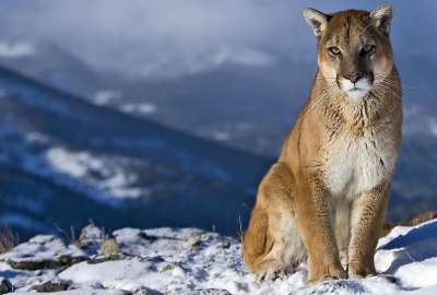 Mountain Lion Animal Desktop