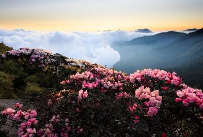 Mountaintop Beautiful Flowers