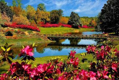 Multicolored River and Flowers