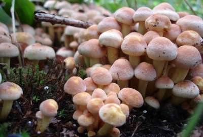 Mushrooms 1775