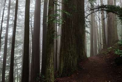Mythic California Redwoods - Steep Ravine Dipsea Trail Hike