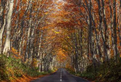 Natural Autumn Road Tunnel