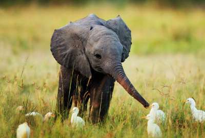 Nature Animals Cute Little Baby Elephant Wide