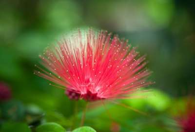 Nature Flower