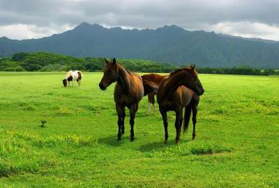 Nature Horses