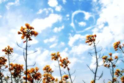 Nature Sun Flower