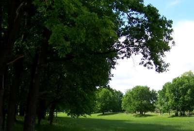 Nature Tree Landscape