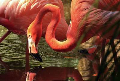 New Colorful Flamingos