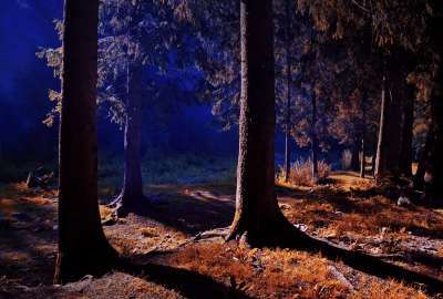Night View Inside Forest
