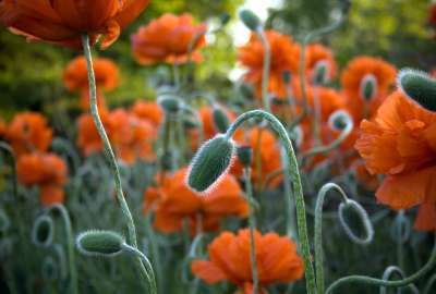 Orange Flower Field