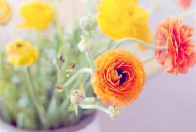Orange Yellow Flowers