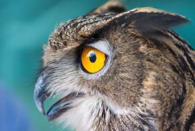 Owl Closeup Face