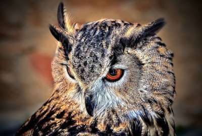Owl Face Closeup